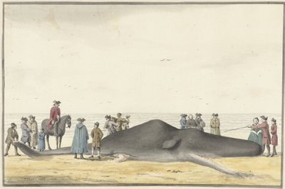 1762 年 2 月 20 日，在赞德沃特（Zandvoort）和威克泽（Wijk aan Zee）之间的海滩上搁浅的抹香鲸（cachelot），从正面看 作者 文森特·詹斯。范德文