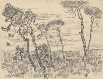 围墙附近的六棵松树，1899年 作者 文森特·梵高