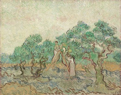 橄榄园》，1889年。 作者 文森特·梵高