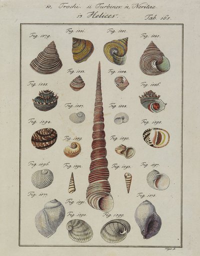 海贝壳：Trochi，涡轮机，Neritae Helices，来自Neues Systematisches Conchylien-Cabinet，1784（手工蚀刻和雕刻） 作者 鸟儿