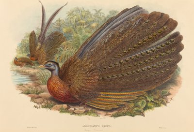 阿戈斯山鸡(Argusianus Argus) 作者 哈特