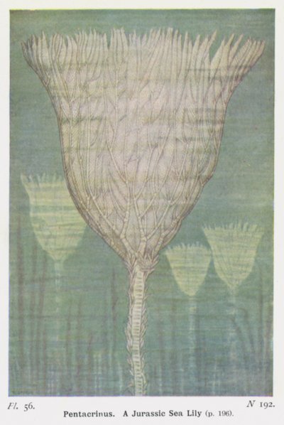 Pentacrinus，一种侏罗纪海百合（彩色石版画） 作者 WJ斯托科