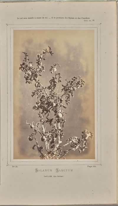 埃泽（滨海阿尔卑斯大区）的三叶茄（Solanum sanctum），cuelli 作者 W·德布雷