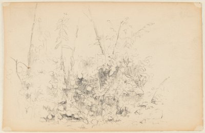野生植物素描 作者 沃尔特克拉克