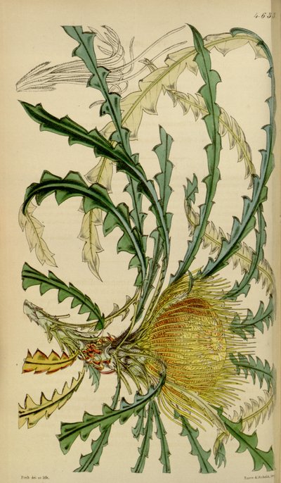 柯蒂斯的植物杂志-盘子4633-Dryandra nobilis 作者 沃尔特·胡德·惠誉