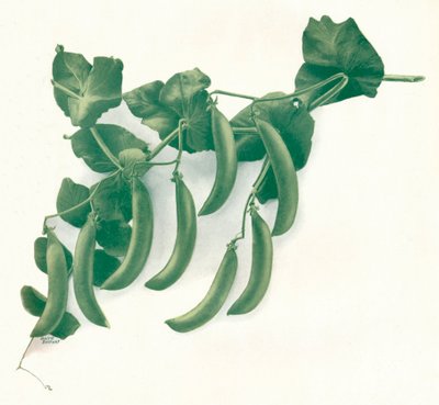 绿豆》，约1908年 作者 万德贝尔德有限公司