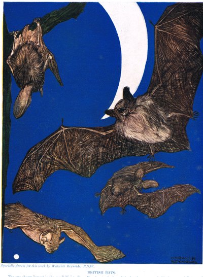英国蝙蝠，来自&39;新自然历史&39;的插图，作者：John Arthur Thompson（1861-1933），由GP Putnam&39;s Sons出版，1926年 作者 沃里克·雷诺兹