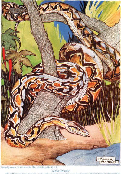 巨人蟒蛇，来自&39;新自然历史&39;的插图，约翰亚瑟汤普森（1861-1933），由普特南的儿子出版，1926年 作者 沃里克·雷诺兹