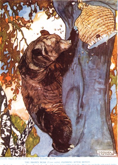 棕熊（Ursus arctos），蜂蜜之后的攀登，来自&39;新自然历史&39;的插图，作者是John Arthur Thompson（1861-1933），由GP Putnam的儿子出版，20世纪20年代 作者 沃里克·雷诺兹
