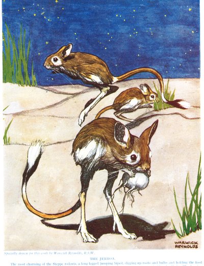 Jerboa，来自&39;新自然历史&39;的插图，作者是John Arthur Thompson（1861-1933），由GP Putnam的儿子出版，1926年 作者 沃里克·雷诺兹