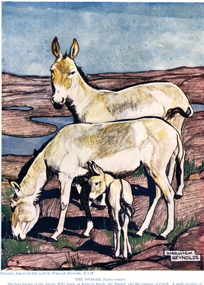 Onager，来自“新自然历史”，作者是John Arthur Thompson（1861-1933），由GP Putnam&39;s Sons出版，1926年 作者 沃里克·雷诺兹