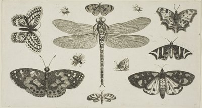 蜻蜓、瓢虫和蝴蝶，选自 Diversae Insectorum...Figurae 作者 瓦茨劳斯·霍拉尔