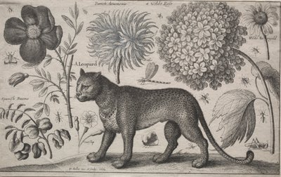动植物：有植物和昆虫的豹，1662年。 作者 瓦茨劳斯·霍拉尔