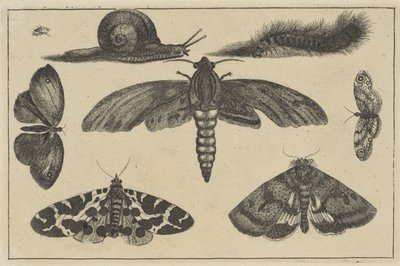 三只飞蛾、蝴蝶、甲虫、蜗牛和毛毛虫
各种昆虫（系列名称）
Diversae Insectorum（系列名称） 作者 瓦茨劳斯·霍拉尔