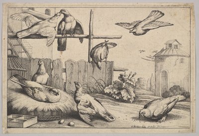 八只鸽子，1625-77年。 作者 瓦茨劳斯·霍拉尔