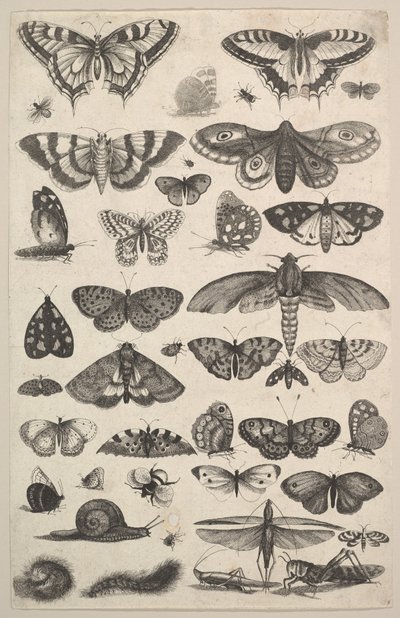 1625-77年，包括飞蛾和蝴蝶在内的41种昆虫。 作者 瓦茨劳斯·霍拉尔