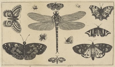 蜻蜓、瓢虫和蝴蝶 各种昆虫（系列名称） Diversae Insectorum（系列名称） 作者 瓦茨劳斯·霍拉尔
