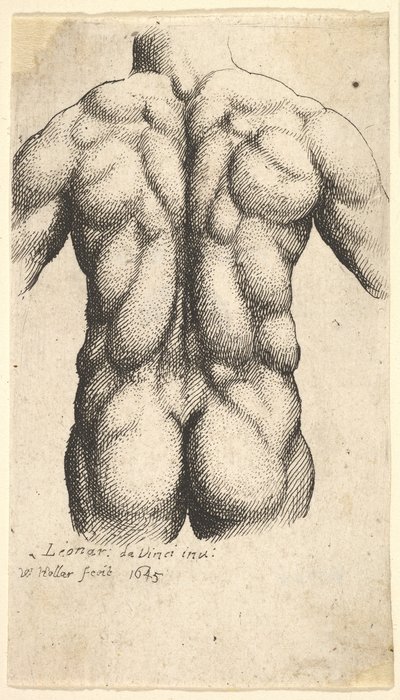 从后面看的裸体男性躯干，1645年。 作者 瓦茨劳斯·霍拉尔