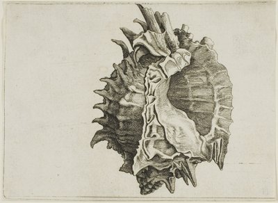 粉口牡蛎（phyllonotus erythrostomus） 作者 瓦茨劳斯·霍拉尔