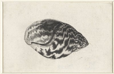 Schelp, achatina achatina
Schelpen（系列名称） 作者 瓦茨劳斯·霍拉尔