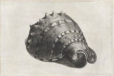 Schelp, cassis cornuta
谢尔本 作者 瓦茨劳斯·霍拉尔