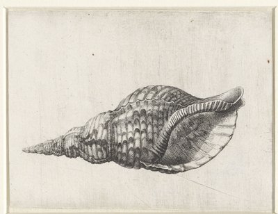 Schelp, charonia tritonis Schelpen (series title) 作者 瓦茨劳斯·霍拉尔