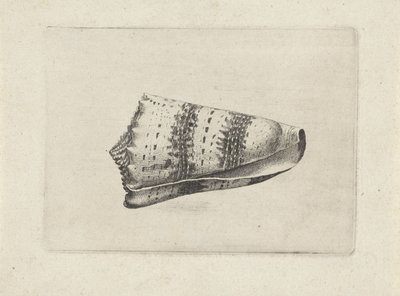 Schelp, conus imperialis
Schelpen（系列名称） 作者 瓦茨劳斯·霍拉尔