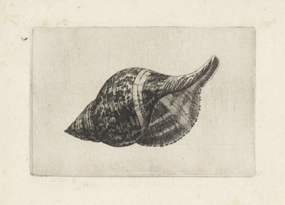 Schelp, fasciolaria tulipa (郁金香花瓣)
Schelpen （系列名称） 作者 瓦茨劳斯·霍拉尔