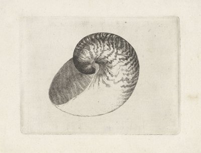 Schelp, 鹦鹉螺 pompilius
Schelpen (系列名称) 作者 瓦茨劳斯·霍拉尔