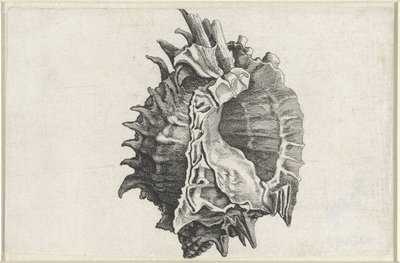 Schelp，phyllonotus erythrostomus
Schelpen （系列名称） 作者 瓦茨劳斯·霍拉尔