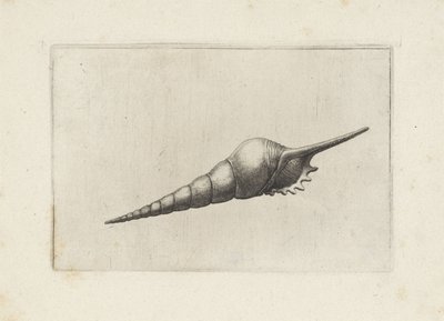 Schelp, tibia fus melanocheilus
谢尔鹏 作者 瓦茨劳斯·霍拉尔