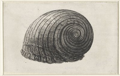 Schelp, tonna galea
Schelpen （系列名称） 作者 瓦茨劳斯·霍拉尔
