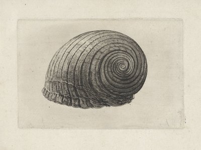 Schelp, tonna galea
Schelpen （系列名称） 作者 瓦茨劳斯·霍拉尔
