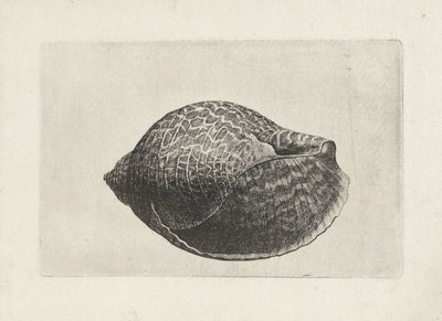 Schelp, tonna perdix
Schelpen （系列名称） 作者 瓦茨劳斯·霍拉尔