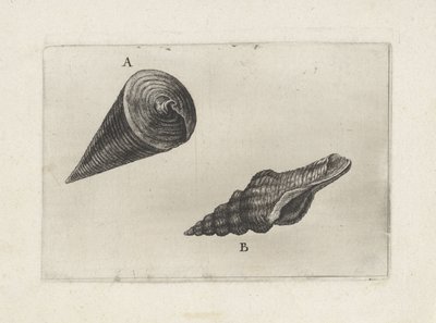 贝壳，telescopium telescopium (A) 和 fusinus laticostatus (B)
贝壳（系列标题） 作者 瓦茨劳斯·霍拉尔