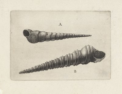 Schelpen, turritella terebra (A) en turritella duplicata (B)
Schelpen （系列名称） 作者 瓦茨劳斯·霍拉尔