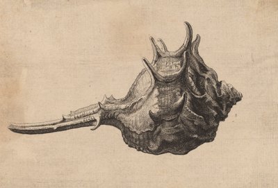 贝壳Murex brandaris，约1645年。 作者 瓦茨劳斯·霍拉尔