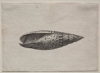 贝壳  Mitra papalis L 作者 瓦茨劳斯·霍拉尔