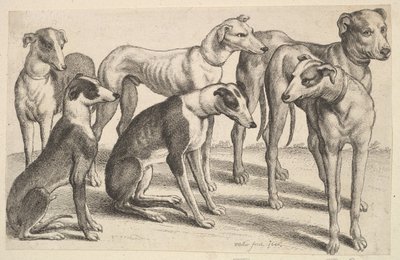 六只猎犬，1646年。 作者 瓦茨劳斯·霍拉尔