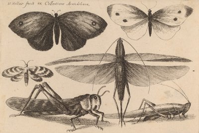 六种昆虫，1646年。 作者 瓦茨劳斯·霍拉尔