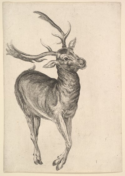 雄鹿，1625-77年。 作者 瓦茨劳斯·霍拉尔