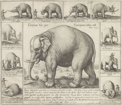 Tamme olifant
Elephas hic per Europam visus est（标题为实物） 作者 雅各布·范德·海登