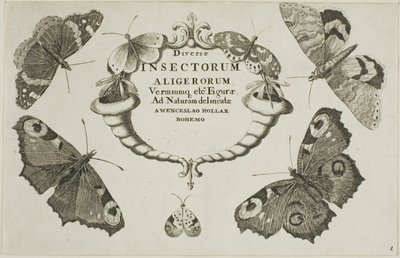 Diversae Insectorum》扉页 作者 瓦茨劳斯·霍拉尔