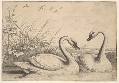 两只天鹅，1654-58。 作者 瓦茨劳斯·霍拉尔