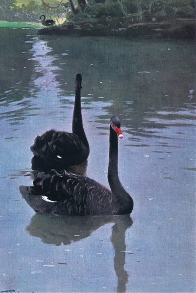 黑天鹅，从世界的野生动物的例证，c.1910 作者 Wilhelm Kuhnert