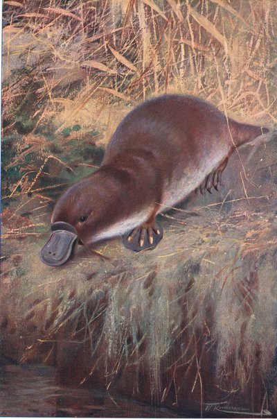 鸭嘴兽，来自世界野生动物的插图，c.1910 作者 威廉·库纳特