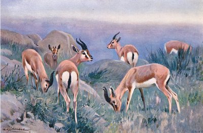 Gazelle，来自Frederick Warne＆Co出版的“世界野生动物”，c.1900 作者 威廉·库纳特