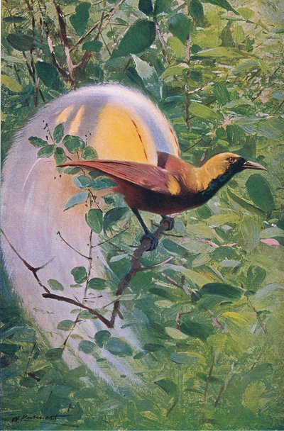 伟大的天堂鸟，来自世界野生动物的插图，c.1910 作者 Wilhelm Kuhnert