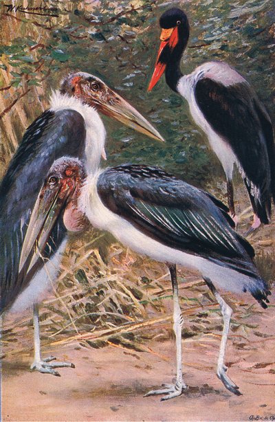 Marabou和Jabiru，来自世界野生动物的插图，c.1910 作者 Wilhelm Kuhnert