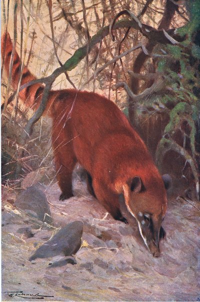 Red Coati，来自Frederick Warne＆Co出版的“世界野生动物”，c.1900 作者 威廉·库纳特